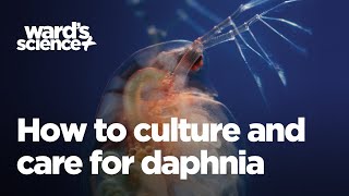 Caring and Culturing for Daphnia [upl. by Icul]