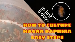 How to Culture Magna Daphnia Easily [upl. by Leziar]