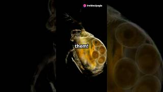 How to culture Daphnia for your Aquarium [upl. by Ahselat]