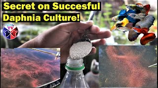 How to Culture Daphnia Successfully [upl. by Hayikaz]