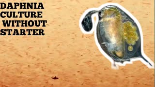 HOW TO CULTURE DAPHNIA NATURALLY WITHOUT A STARTER [upl. by Angelo965]