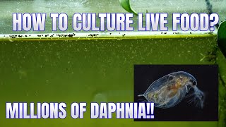 How to Culture Daphnia Secret Method to Breed MILLIONS  Simply Aquatic [upl. by Ymarej]