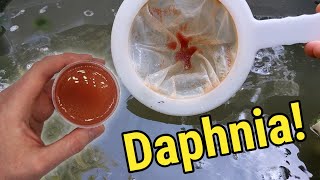 How I Culture Daphnia In Outdoor Tubs [upl. by Frentz]