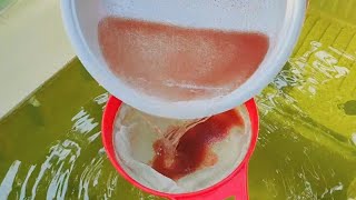 How to culture daphnia  Daphnia culture  How to grow daphnia outdoor [upl. by Egerton136]