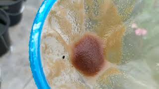 How to culture daphnia moina in a small container Part 1 English Subtitle [upl. by Akselaw]