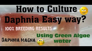 Daphnia MagnaHow to Culture Daphnia Easy wayCulturing Daphnia using Green water Daphnia [upl. by Anyehs]