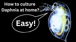 BEST Live Fish Food Beginner guide How to Culture Daphnia at home [upl. by Anuahsat]