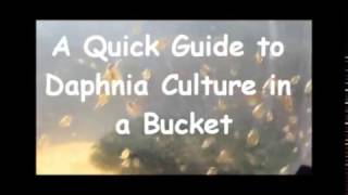 How to culture daphnia outside [upl. by Luckett]