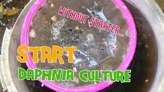 How to culture daphnia moina the easy way 1  Starting the Daphnia culture [upl. by Tilney876]