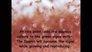 Daphnia  How to grow daphnia in your home [upl. by Daugherty]