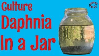 How to Culture Daphnia in a Jar [upl. by Debra190]