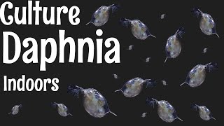 How to Culture Daphnia [upl. by Sorce]