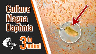 How to culture DAPHNIA MAGNA  The easy way [upl. by Godfree]