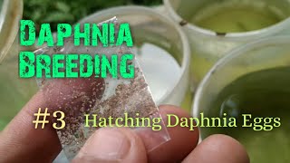 Daphnia Culture made simple and easy 3  Hatching Daphnia eggs [upl. by Ailin]