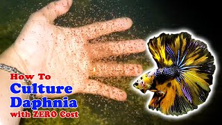 How to Culture Daphnia with ZERO Cost  Unlimited Live Food For Our Fish [upl. by Gnilhsa]