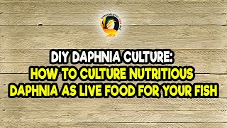 DIY Daphnia Culture How to Culture Nutritious Daphnia as Live Food for Your Fish [upl. by Alemak]