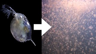 How I Culture Daphnia [upl. by Won]