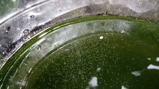 DAPHNIA MOINA CULTURE IN A SMALL BUCKET [upl. by Halilak]