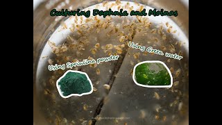 How To Culture Daphnia and Moinas using Green Water Spirulina powder [upl. by Bethany122]