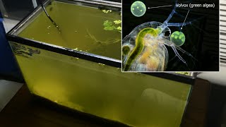 Raising Daphnia for the Freshwater Aquarium [upl. by Saunders]