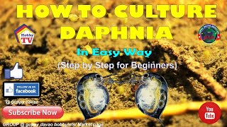 HOW TO CULTURE DAPHNIA In Easy Way [upl. by Kayle]